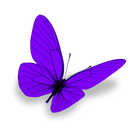 purple butterfly isolated on white backgroundの写真素材