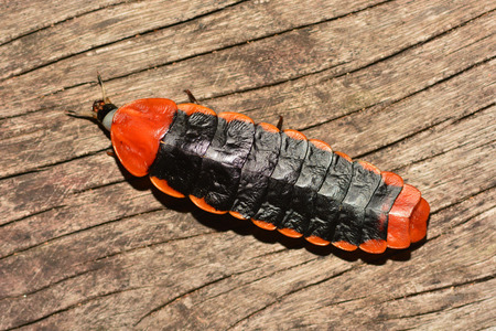 Giant Firefly on wood.