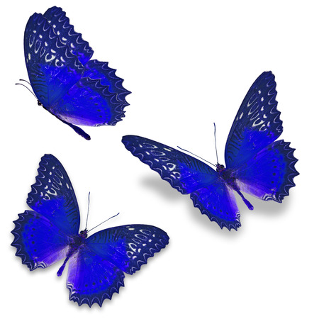 Three blue butterfly isolated on white backgroundの写真素材