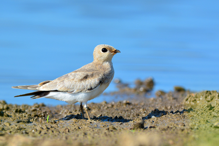 Beautiful bird, Small Pratincole (Glareola lactea) bird of Thailandの写真素材