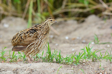 Beautiful bird, female of Rain Quail (Coturnix coromandelica) taken in Thailandの写真素材