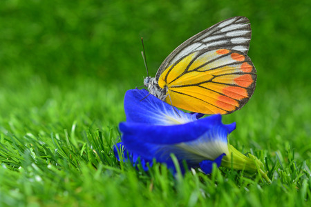 Butterfly on flower, green grass backgroundの写真素材