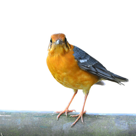 Female of Orange-headed Thrush bird on a white backgroundの写真素材