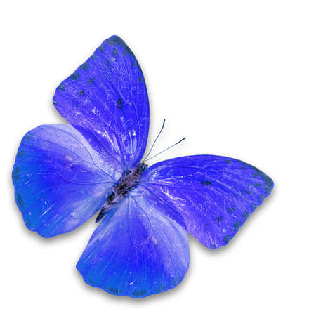 Beautiful blue butterfly isolated on white background.の写真素材