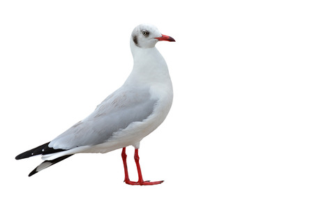 seagull white bird isolated on white backgroundの写真素材