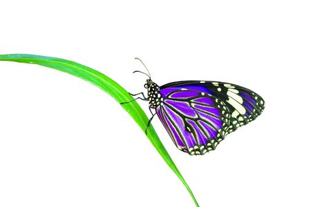 Beautiful purple monarch butterfly on green leaf, white background