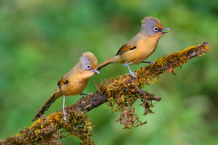 Beautiful couple of Spectacled Barwing bird (Actinodura ramsayi) perching on a branchの写真素材