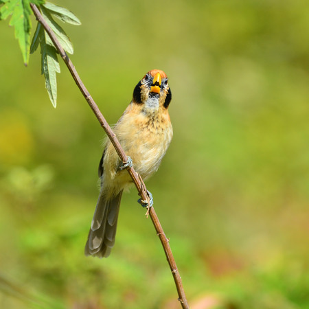 Beautiful Parrotbill bird, Spot-breasted Parrotbill (Paradoxornis guttaticollis), standing on a branch, breast profileの写真素材