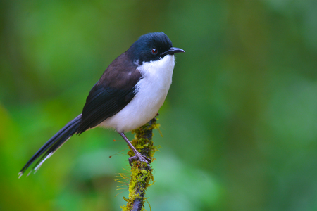 Black bird, Dark-backed Sibia (Malacias melanoleucus) back profile standing on a branch taken in Thailandの写真素材