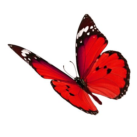 Beautiful red monarch butterfly flying isolated on white backgroundの写真素材