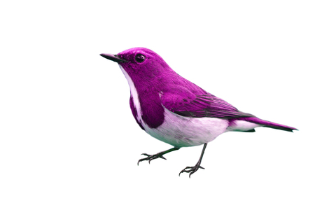 Beautiful pink colorful bird on white backgroundの写真素材