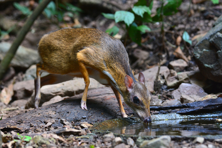 Lesser mouse-deer drinking water on natureの写真素材