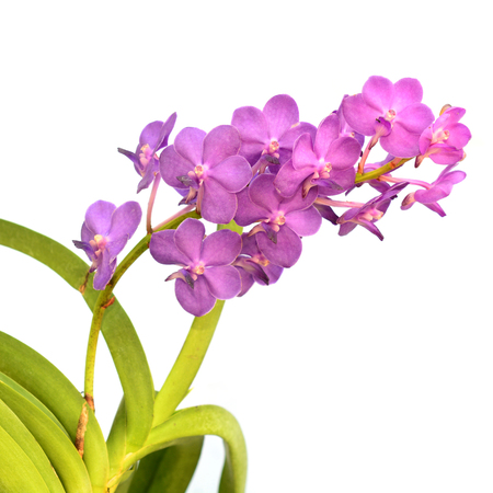 beautiful bright purple dendrobium orchid flower branch isolated on whiteの写真素材