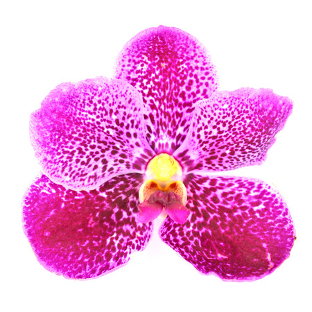 Purple orchid flower isolated on white backgroundの写真素材