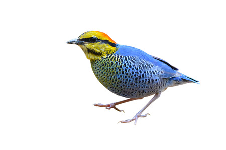 Beautiful Blue Pitta bird (Hydrornis cyanea) isolated on white backgroundの写真素材