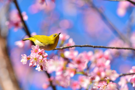 A Oriental White-eye bird, standing on the Wild Himalayan cherry blossomの写真素材