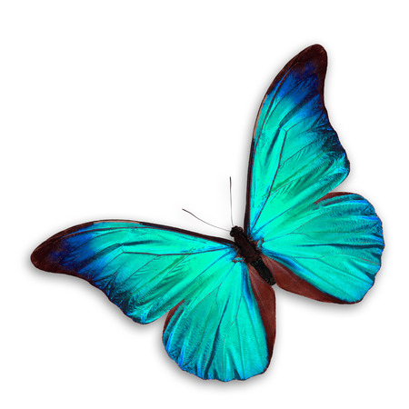 Blue Butterfly flying, isolated on white background