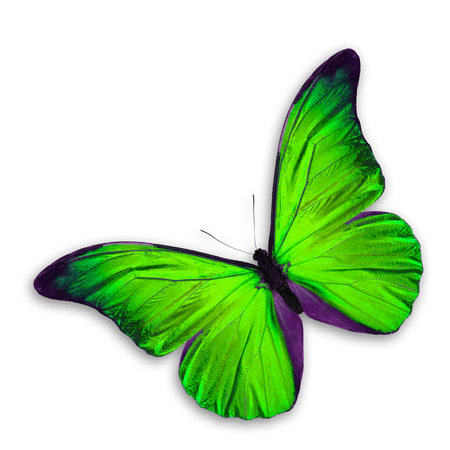Green Butterfly flying, isolated on white backgroundの写真素材