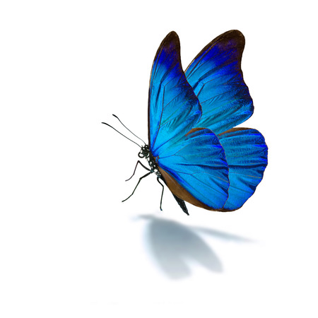 Beautiful blue butterfly isolated on white background