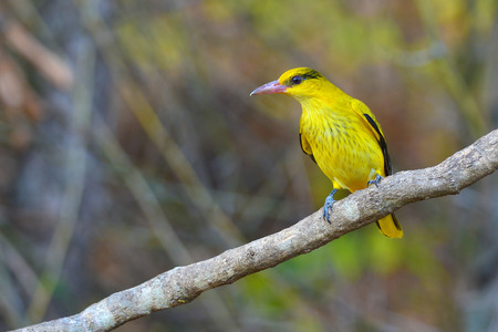 Beautiful black and yellow bird (Black-naped Oriole, Oriolus chinensis) perching on a branchの写真素材