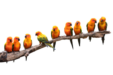 Nine of Sun Conure Parrot bird perching on a branch on white backgroundの写真素材