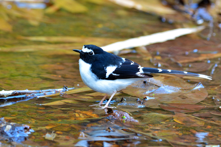 Beautiful Black-backed Forktail bird (Enicurus immaculatus) standing on stream.の写真素材