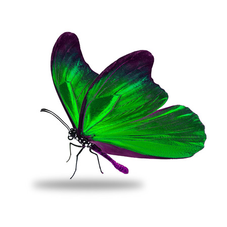 Beautiful green butterfly isolated on white backgroundの写真素材