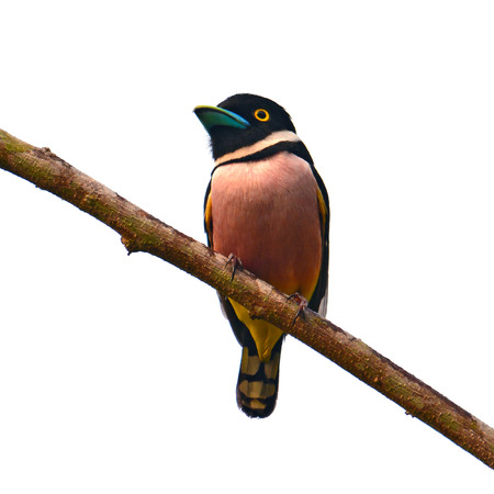 Beautiful colorful bird (Black and yellow Broadbill, Eurylaimus ochromalus) perching on a branch, breast profile, white background.の写真素材