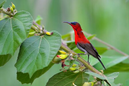 Beautiful red sunbird, Crimson Sunbird (Aethopyga siparaja) perching on a branch.の写真素材