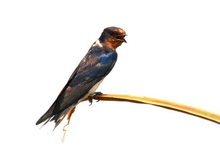 Beautiful bird, Barn Swallow (Hirundo rustica) perching on a branch.の写真素材