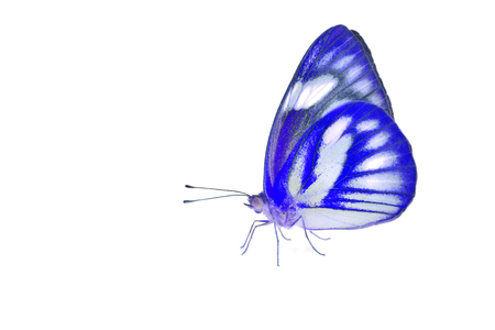 Beautiful blue butterfly isolated on white backgroundの写真素材