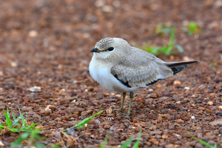 Beautiful Bird, Small Pratincole Bird (Glareola lactea) standing on the ground taken in Thailand