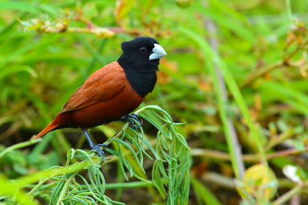 Beautiful bird, Black headed Munia bird (Lonchura malacca) perching on a grass, Thailandの写真素材