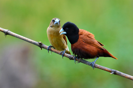 Beautiful bird, Couple of  Black headed Munia bird (Lonchura malacca) perching on a branch, Thailand