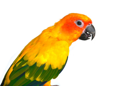 Beautiful  bird, Sun Conure bird isolated on white background, closeup.