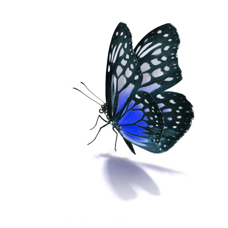 Beautiful blue butterfly isolated on white backgroundの写真素材