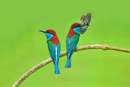 Beautiful blue bird, Couple of Blue-throated Bee-eater ( Merops viridis) Bird perching on a branch taken from Thailand.の写真素材