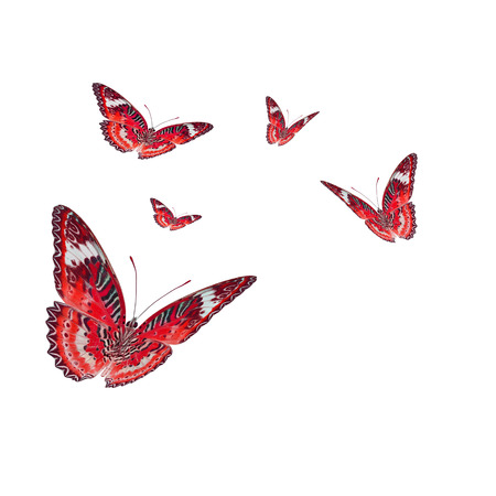 Beautiful red butterfly, isolated on white backgroundの写真素材
