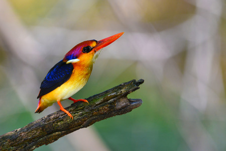 A beautiful Oriental Dwarf Kingfisher (Ceyx erithaca) bird standing on log taken in Thailand.の写真素材