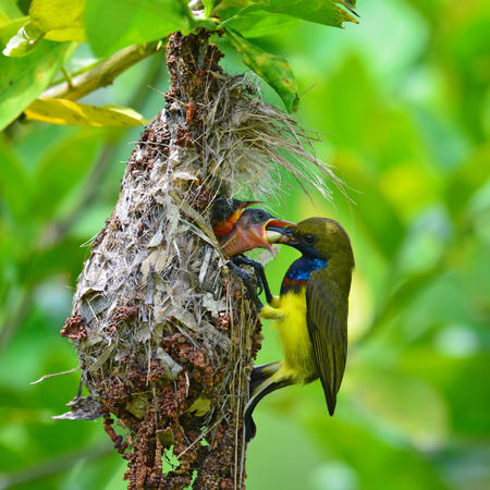 Beautiful bird, male of Olive-backed sunbird (Cinnyris jugularis) performs its parenthood duty while feeding his chicks on the nest, take of Thailandの写真素材