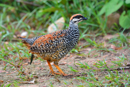 Beautiful bird, male of Chinese Francolin (Francolinus pintadeanus) on the ground.の写真素材