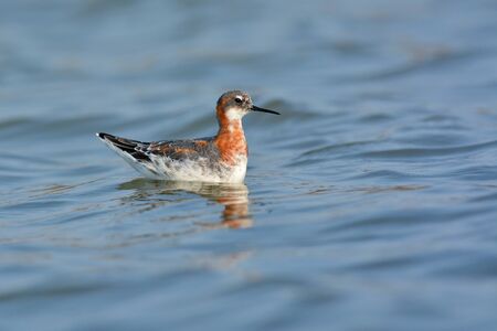 Red-necked Phalarope (Phalaropus lobatus) bird, mating plumage profile, taken in Thailandの写真素材