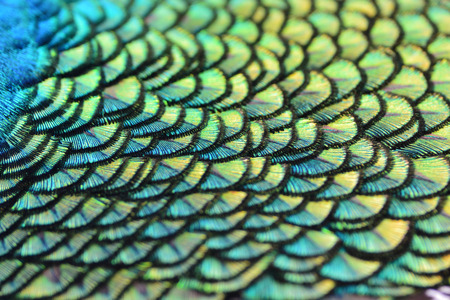 Colorful peacock feathers for background texture.