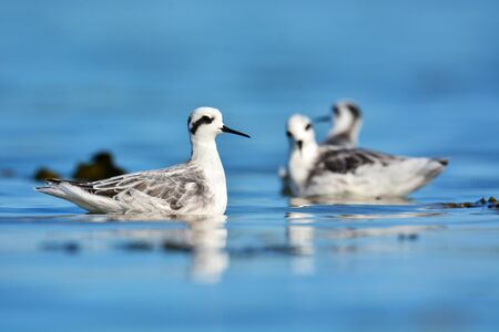 Beautiful black and white bird, Red-necked Phalarope (Phalaropus lobatus), non breeding plumage profile, taken in Thailand in nature in Thailandの写真素材