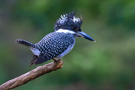 Beautiful black and white bird, Female of Crested Kingfisher (Megaceryle lugubris) sitting on a branch, taken from Thailandの写真素材