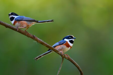 Beautiful bird, Black-throated Tit (Aegithalos concinnus) perching on a branch in nature Thailandの写真素材