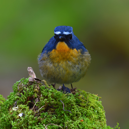 Beautiful bird, male of Snowy-browed Flycatcher (Ficedula hyperythra) standing on moss, bird of Thailand.の写真素材