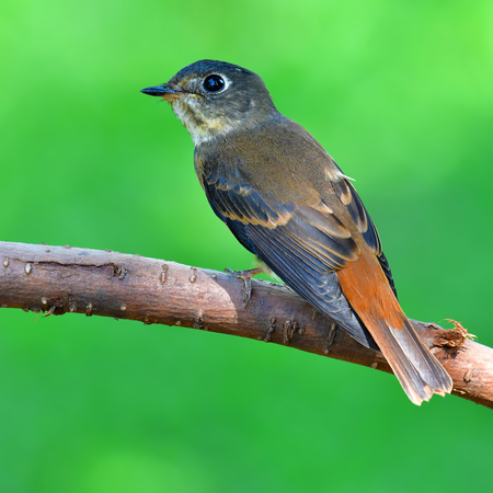 Beautiful brown bird, Ferruginous Flycatcher (Muscicapa ferruginea) standing on the branch in nature Thailandの写真素材