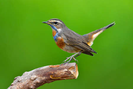 Beautiful brown bird, Bluethroat ( Luscinia svecica) standing on the log in nature Thailandの写真素材