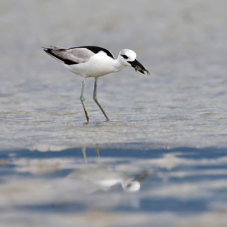 Beautiful black and white bird, Crab Plover (Dromas ardeola) eating crab on sand beach of southern,Thailandの写真素材